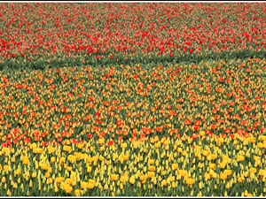 Lisse-Keukenhof 115