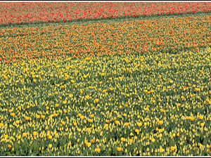 Lisse-Keukenhof 116