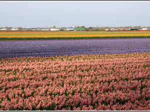 Lisse-Keukenhof 330