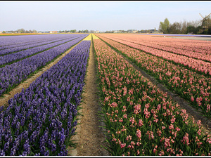 Lisse-Keukenhof 331