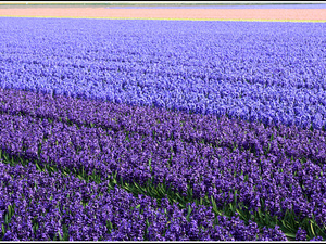 Lisse-Keukenhof 335