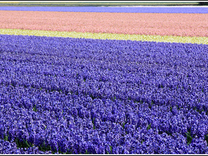 Lisse-Keukenhof 336