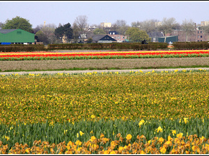 Lisse-Keukenhof 337