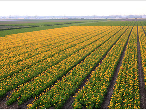 Lisse-Keukenhof 340