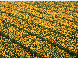 Lisse-Keukenhof 344