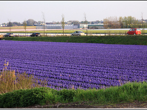 Lisse-Keukenhof 345