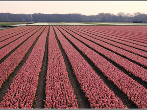 Lisse-Keukenhof 348