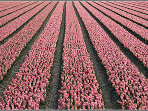 Lisse-Keukenhof 350