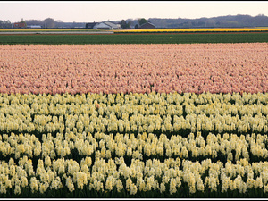 Lisse-Keukenhof 352