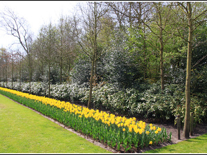 Lisse-Keukenhof 051