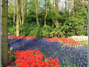 Lisse-Keukenhof 119