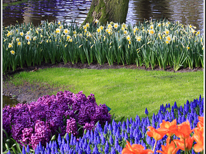 Lisse-Keukenhof 123