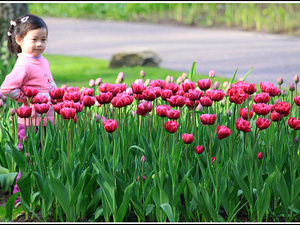 Lisse-Keukenhof 134