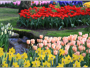 Lisse-Keukenhof 137