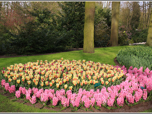 Lisse-Keukenhof 141