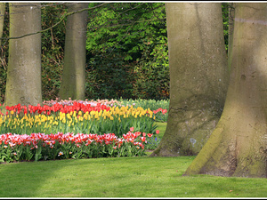 Lisse-Keukenhof 161