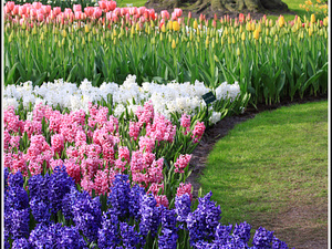 Lisse-Keukenhof 162