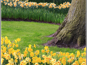 Lisse-Keukenhof 165