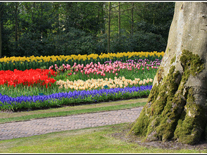 Lisse-Keukenhof 171