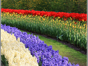 Lisse-Keukenhof 173