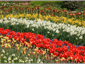 Lisse-Keukenhof 056