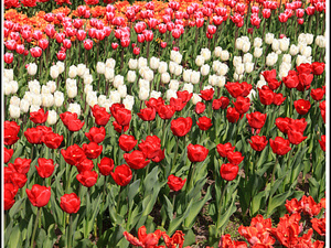 Lisse-Keukenhof 065