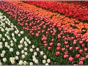 Lisse-Keukenhof 066