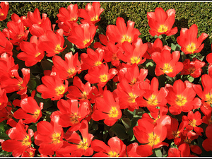 Lisse-Keukenhof 068