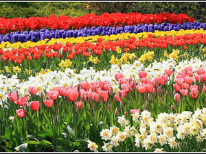 Lisse-Keukenhof 070