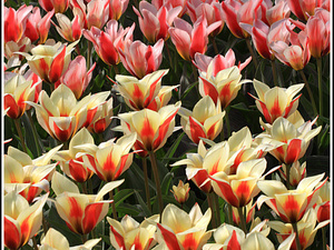 Lisse-Keukenhof 079