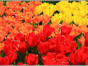 Lisse-Keukenhof 082