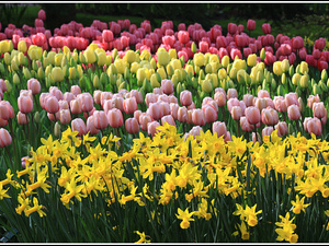 Lisse-Keukenhof 131