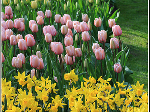 Lisse-Keukenhof 132