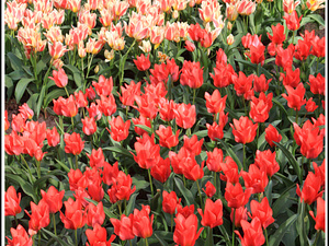 Lisse-Keukenhof 139