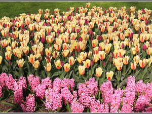 Lisse-Keukenhof 142