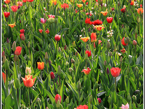 Lisse-Keukenhof 145