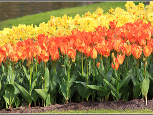 Lisse-Keukenhof 154