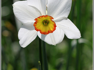 Lisse-Keukenhof 178