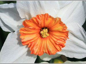 Lisse-Keukenhof 187