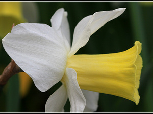 Lisse-Keukenhof 188