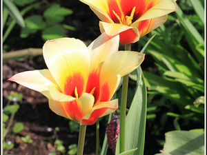 Lisse-Keukenhof 192