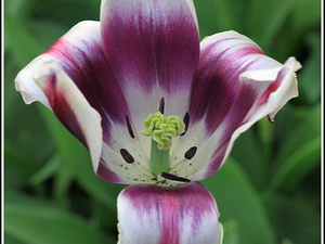 Lisse-Keukenhof 194