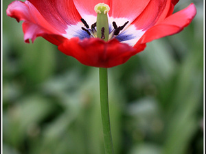 Lisse-Keukenhof 195