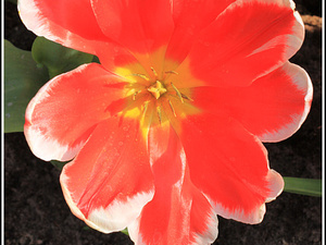 Lisse-Keukenhof 196