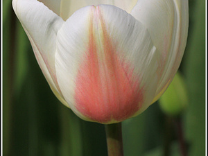 Lisse-Keukenhof 198