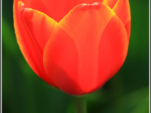 Lisse-Keukenhof 201