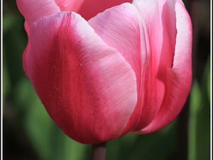 Lisse-Keukenhof 202