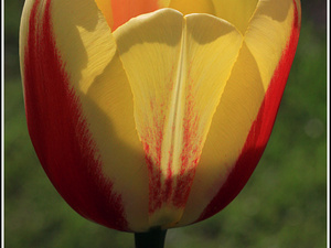 Lisse-Keukenhof 203