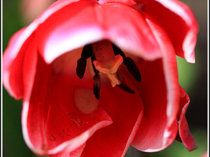 Lisse-Keukenhof 204