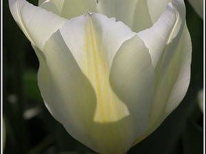 Lisse-Keukenhof 208